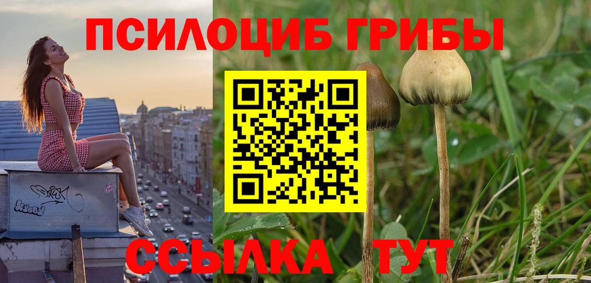Славянск-на-Кубани  Галлюциногенные грибы Cubensis  Вход с VPN 