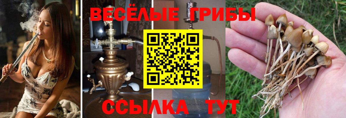 Псилоцибиновые грибы прущие грибы Славянск-на-Кубани